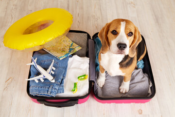 A beagle dog on a suitcase with things and a floating inflatable circle for a summer vacation at...