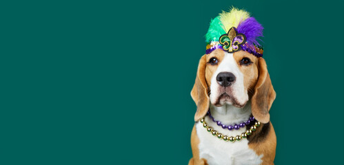 A beagle dog in costume for the Mardi Gras festival. The concept of humanizing pets. Banner, copy...