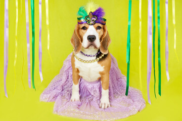 A beagle dog in costume for the Mardi Gras festival on a yellow isolated background . The concept...