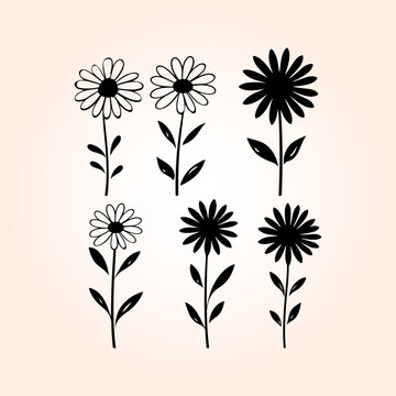 Attractive Daisy flower Black Silhouette. Cute Daisy flower Art Silhouette And Vector Illustration