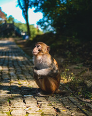 Obraz premium monkey sitting on the ground