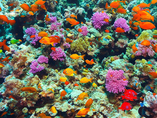 Naklejka na ściany i meble Underwater Tropical Corals Reef with colorful sea fish.Ai generated