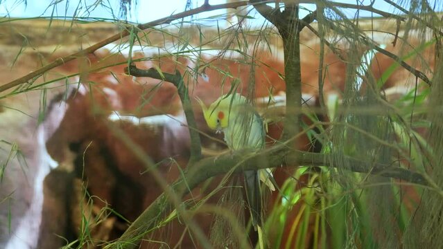 Corella, Nymph, Nymph parrot (Nymphicus hollandicus) is a bird of the cockatoo family, the only species of the genus Nymphicus, Argentina