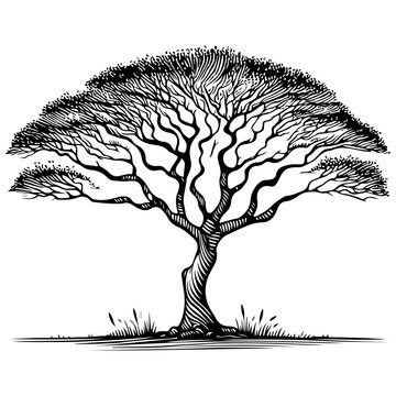 acacia tree silhouette. australian and african tree