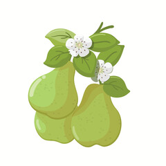 Group of green pears with branches, leaves and flowers. Fruit illustration