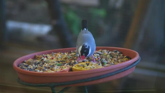The rice weaver, grey rice weaver (Padda oryzivora), is a species of bird in the finch weaver family. Argentina