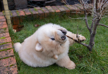 Cream Chow Puppy
