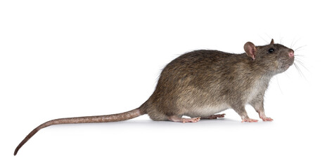 Adorable brown pet rat, standing side ways. Nose up sniffing side ways and up. Isolated on a white background.