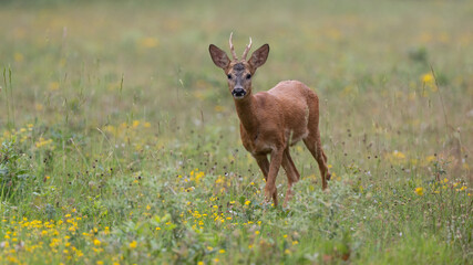 Capreolus capreolus - Roe deer - Chevreuil d'Europe