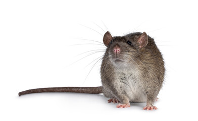Adorable brown pet rat, standing side ways. Nose up sniffing towards camera. Isolated on a white background.