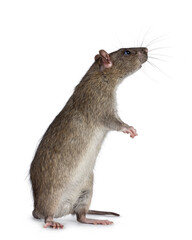 Adorable brown pet rat, standing side ways on hind legs. Nose up sniffing side ways and up. Isolated on a white background.