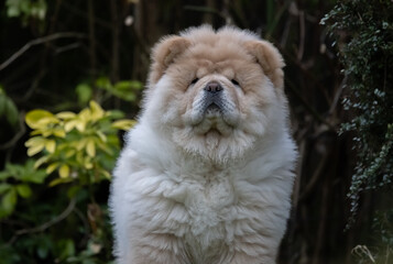 Cream Chow Puppy