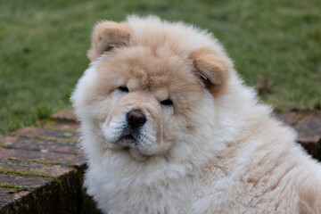 Cream Chow Puppy