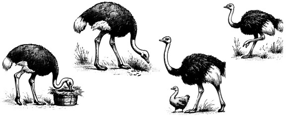 Sketch of an ostrich. Hand drawn illustration converted to vector