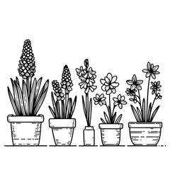 Vector hand drawn line art bulb pot flowers. Spring hyacinth, for Easter decor, garden backgrounds, floral design. Ink illustration