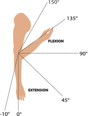 Arm Flexion and Extension Diagram Exploring Anatomy, Muscles, and Range of Motion
