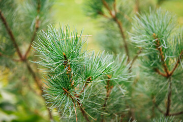 Spruce, pine, green branch of the Christmas tree in the autumn park close-up, New Year's background with a place to copy the text