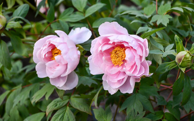 ボタン「玉芙蓉」