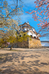 Beautiful full bloom cherry blossom at Hikone Castle in Shiga, Japan - 723796294