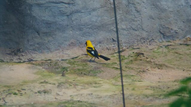 The black-and-yellow coloured troupial (Latin: Icterus graceannae) is a species of passerine bird in the troupial family, Argentina
