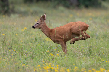 Capreolus capreolus - Roe deer - Chevreuil d'Europe