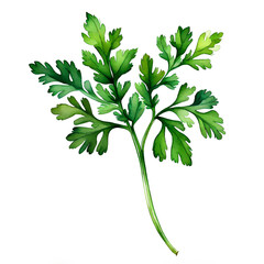 Sprig of parsley, watercolor illustration, Petroselinum crispum