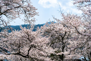 うららかな春日和に映えるダム湖の春風に美しく咲き靡く桜の花
Cherry...