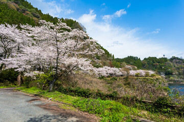 うららかな春日和に映えるダム湖の春風に美しく咲き靡く桜の花
Cherry...