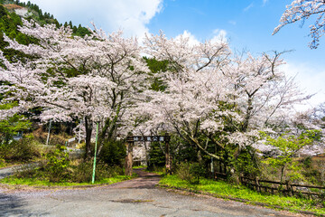 うららかな春日和に映えるダム湖の春風に美しく咲き靡く桜の花
Cherry...