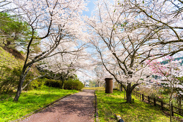 うららかな春日和に映えるダム湖の春風に美しく咲き靡く桜の花
Cherry...