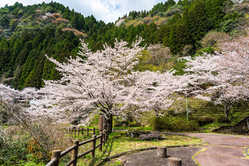 うららかな春日和に映えるダム湖の春風に美しく咲き靡く桜の花
Cherry...
