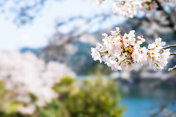うららかな春日和に映えるダム湖　桜の花クローズアップ
Close-up of cherry...
