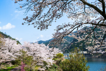 うららかな春日和に映えるダム湖の春風に美しく咲き靡く桜の花
Cherry...