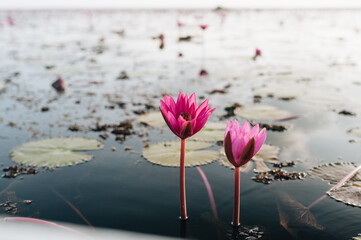 Pink lotus field at Thale Noi lake, Phatthalung Province, Thailand