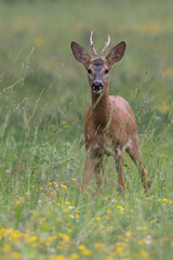 Capreolus capreolus - Roe deer - Chevreuil d'Europe