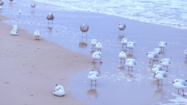 Winter afternoon in Kolobrzeg, Poland: a film clip capturing seagulls perched and strolling along the seafront. The backdrop features the tumultuous Baltic Sea with towering waves.