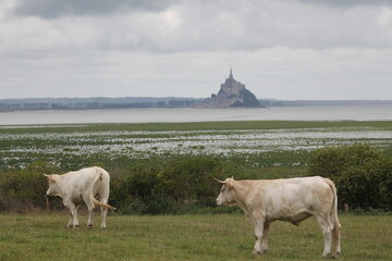 Weiße Kühe auf einer nassen Wiese vor dem Le-Mont-Saint-Michel in der Normandie in Frankreich