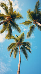 Fototapeta na wymiar Coconut palm trees on blue sky background, vintage toned