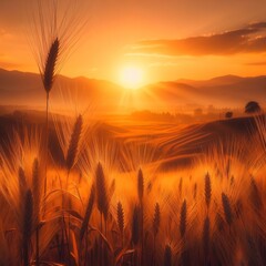 Golden wheat field with sunset background