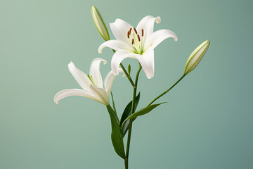 Fototapeta na wymiar Petal nature blossom blooming beauty plant lily white floral flora green flowers