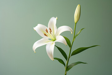 Spring blossom flora petal nature lily floral green beauty plant flower