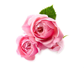 Fototapeta premium Rose flowers on white background. Macro.