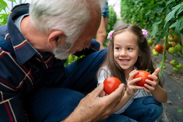 Fototapeta na wymiar Grandfather growing organic fresh vegetables with grandchildren and family at family farm