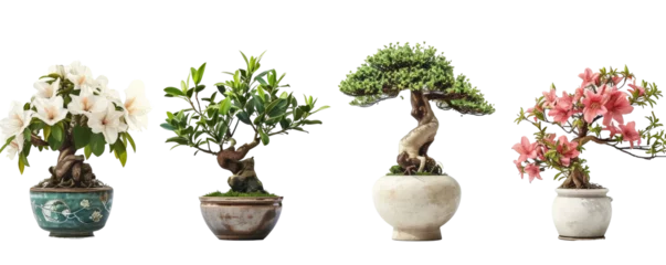  collection Set of different styles of retro vantage desert rose flowers small tree in bonsai style ceramic Japanese vase pot, furniture cosy houseplant cutouts isolated on white png, Generative AI © Lens Legends