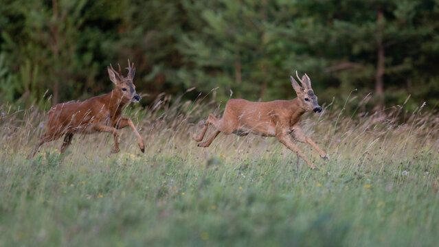 Capreolus capreolus - Roe deer - Chevreuil d'Europe