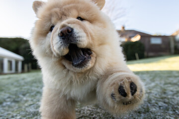 Cream Chow Puppy