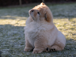 Cream Chow Puppy