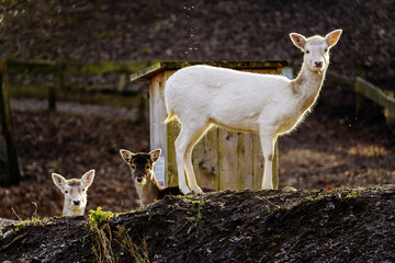 white deer