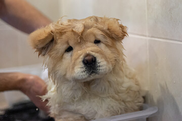 dog in bath