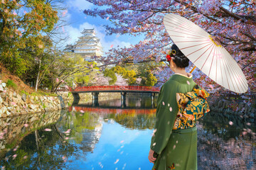 Young Japanese woman in traditional kimono dress with full bloom cherry blossom at Himeji castle in Hyogo, Japan - 723810867